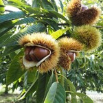 小布施堂本店 - 