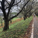 四方吉うどん - 行きの吉見町桜堤公園では彼岸花が綺麗でした♪
