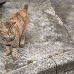 イタリアンバル NORANEKO - 