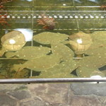 博多料亭 稚加榮 - 生け簀その２