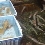 博多料亭 稚加榮 - 生け簀その５