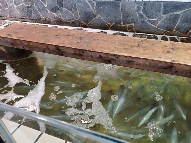 河太郎 呼子店 かわたろう 唐津市その他 魚介料理 海鮮料理 食べログ 河太郎 呼子店 かわたろう 唐津市その他 魚介料理 海鮮料理 食べログ