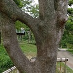 カフェ ムジ - 明石城公園内にある縁結びの木  不思議ですね