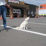 田村屋 - 忠犬･鼓太郎･･･田村屋の地に！