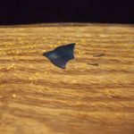 そば茶寮 澤正 - 木製トレイ　千鳥の螺鈿象嵌