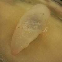 酔虎寿し - アラ
