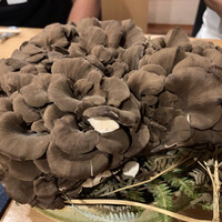 御成門はる - 黒舞茸