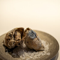 レストラン オオツ - 2021.9 青森産天然フジツボ塩茹で