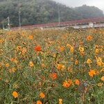 らー麺　Do・Ni・Bo - 立谷川の秋桜