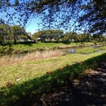 餃子の王将 - 彼岸花が点々と咲いてます