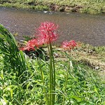 餃子の王将 - 太陽に照らされて綺麗でした