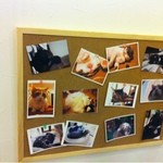 黒猫カレー - 店内には猫の写真が(*^^*)