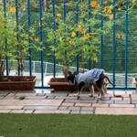 軽井沢ホテルそよかぜ - 