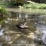 手打そば優心 - 