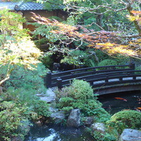 うかい鳥山 - 庭の池には立派な鯉がいます。