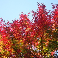 うかい鳥山 - 紅葉がいい色になってきました。