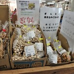 道の駅 錦江にしきの里 - ぎんなん売場