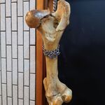 一条流がんこ総本家分家四谷荒木町 - 