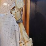 一条流がんこ総本家分家四谷荒木町 - 