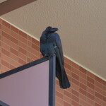 丿貫 - 向かいのマンションがお気に入りのカラス