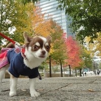 レオーネ・マルチアーノ - 