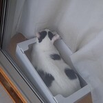 ベーカリーツキヨシ - 