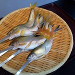 日本料理 きん魚 - 