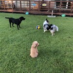 ガーデンリゾート淡路島 ハナアンドキッス - 常にキレイなドッグランラン