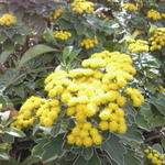 和蔵 - 駐車場に咲いていた花