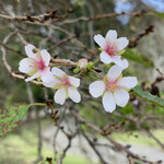 Resutoran Yokokawa - 偕楽園の二季咲桜