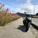 レストハウスあらふね - コスモス街道はほぼ満開かな