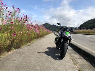 レストハウスあらふね - コスモス街道はほぼ満開かな
