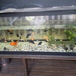 日本料理四季の一つ葉 - 入口の金魚たち