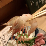 旬味 泰平 - ボタン海老！