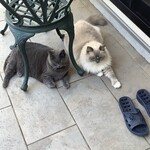 CALVA - 至近距離なのに珍しくバトルをしないコシャルとレオン