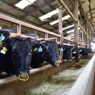 最高峰和牛、近江牛由日本料理出身的職人用心手切製作