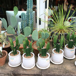 T.Y.HARBOR - 気分はヴィーヴァ・メヒコ