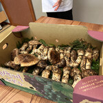 柚木元 - 朝採れ松茸