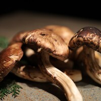 USHIGORO S. NISHIAZABU - 