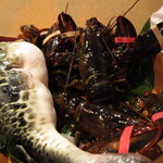 舞桜 - 河豚とロブスター