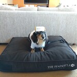 ザ・ペニンシュラ東京 - 