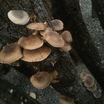 Takatsuki Shiitake Senta - 