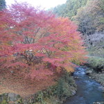 高槻しいたけセンター - 紅葉がキレイでした♪