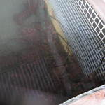 新島水産 - 伊勢海老