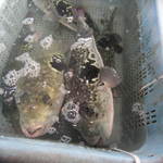 新島水産 - 3年とらふぐ