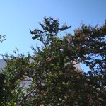 ラーメン二郎 - どこまでも青空だった！