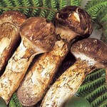 BISTECCA NAOKI - Natural Matsutake Mushrooms from Shinshu