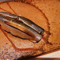 鮨 銀座 おのでら - 