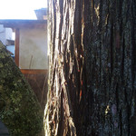 一乗院 - 氷点下まで下がった気温のため、樹木からも湯気が