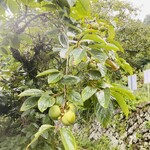 鳥唄山馨 - 実り始めた柿。あちこち秋の気配に包まれていた9月の山。